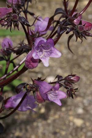 Penstemon digitalis 'Isa'