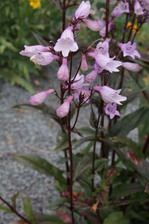 Penstemon digitalis 'Ruby Tuesday'