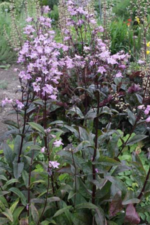 Penstemon digitalis 'Joke'