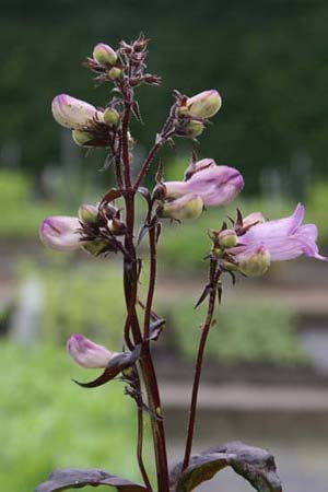 Penstemon digitalis 'Joke'