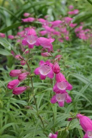 Penstemon 'Elgar Light of Life'