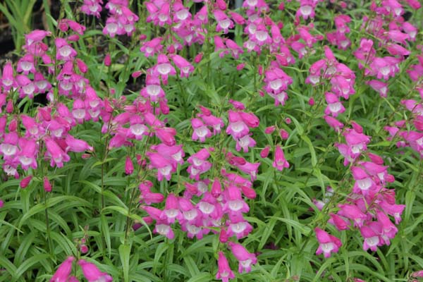 Penstemon 'Elgar Light of Life'