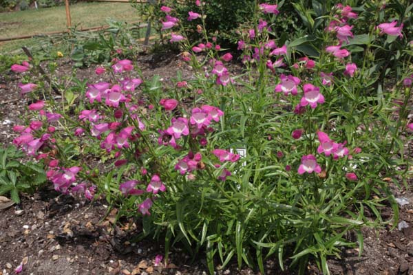 Penstemon 'Elgar Light of Life'