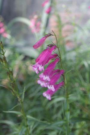Penstemon 'Evelyn'