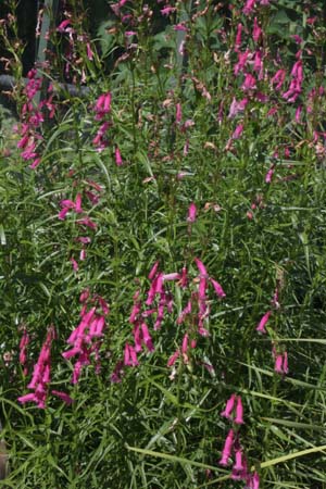 Penstemon 'Evelyn'