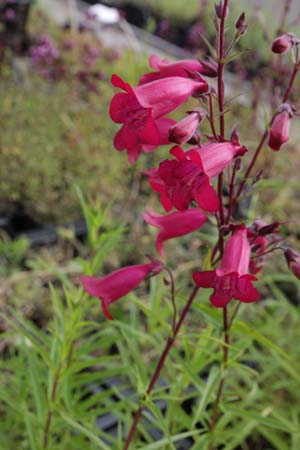Penstemon 'Garnet'