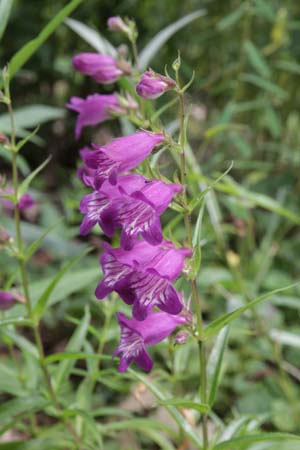 Penstemon hartwegii (wild coll)