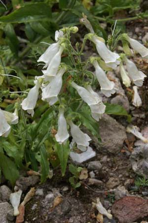 Penstemon hirsutus 'Albus'