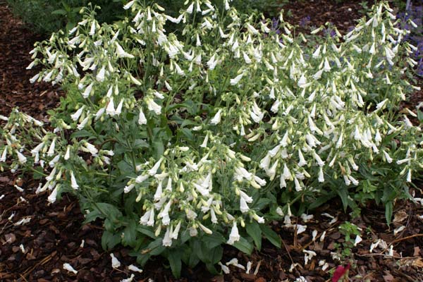 Penstemon hirsutus 'Albus'