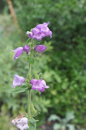 Penstemon hidalgensis