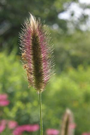 PENNISETUM thunbergii 'Red Buttons'