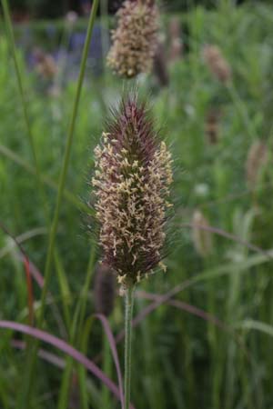 Pennisetum thunbergii 'Red Buttons'