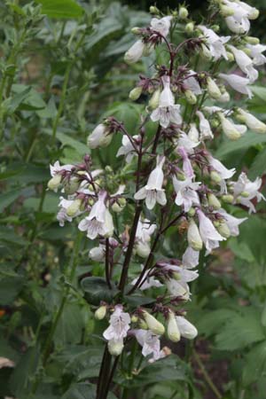 Penstemon multiflorus