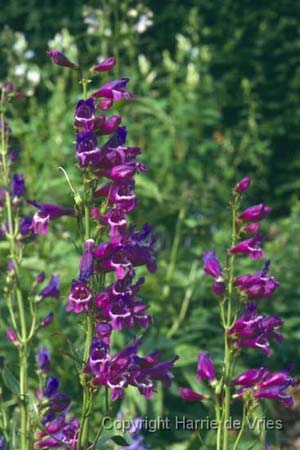 Penstemon 'Saskatoon Hybr. Paars'
