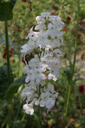 Penstemon tubaeflorus
