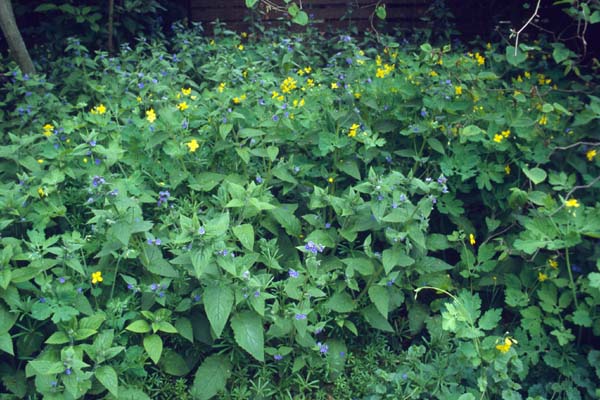 Pentaglottis