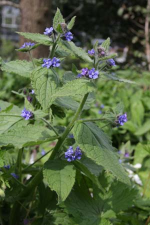 Pentaglottis