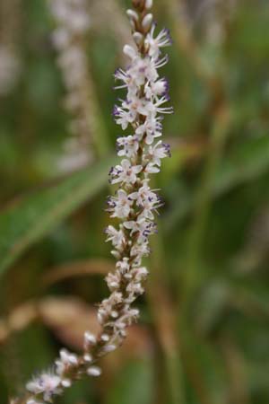 Persicaria amplexicaulis 'Alba Vorm'