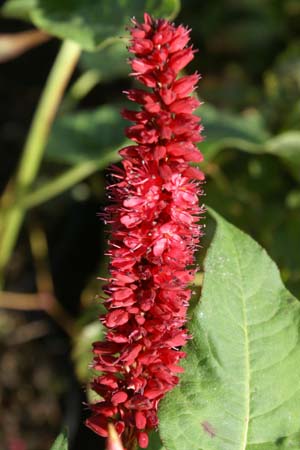 Persicaria amplexicaulis 'Blackfield'