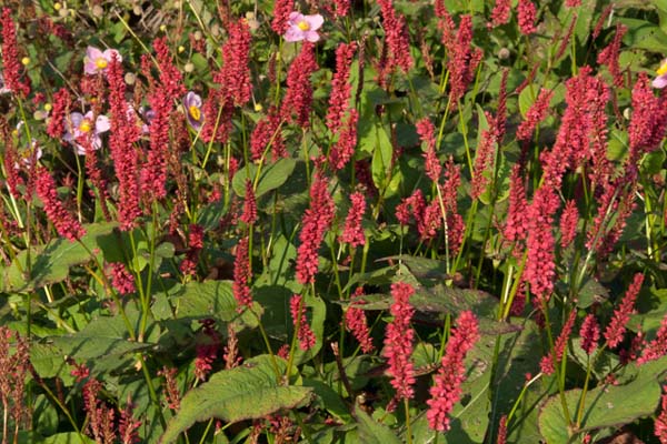 Persicaria