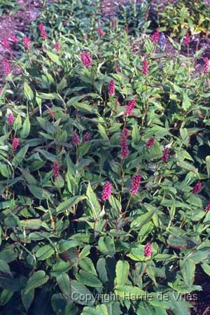 Persicaria amplexicaulis 'Inverleith'