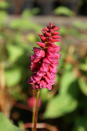 Persicaria amplexicaulis 'Inverleith'