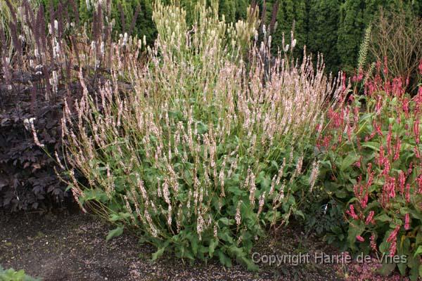 Persicaria amplexicaulis 'Pink Mist'