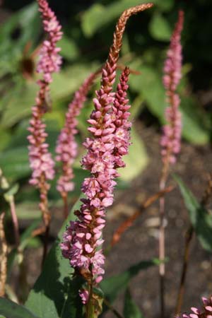 Persicaria amplexicaulis 'Pink Elephant'