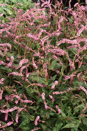 Persicaria amplexicaulis 'Pink Elephant'