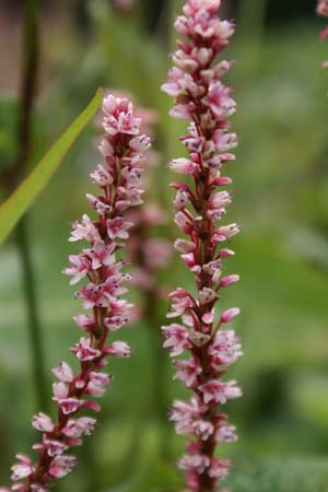 Persicaria amplexicaulis 'Pink Mist'
