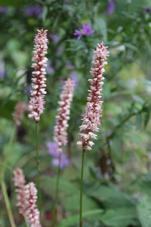 Persicaria amplexicaulis var. sinomontana