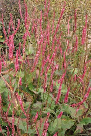 Persicaria amplexicaulis 'Sevenoaks Village'