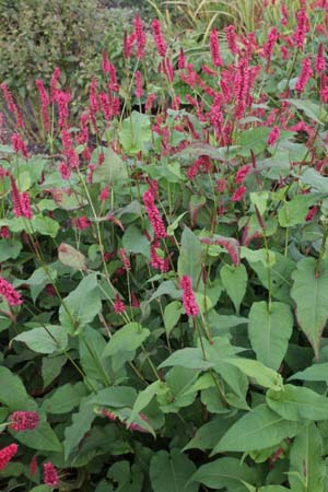 Persicaria amplexicaulis 'Lisan'