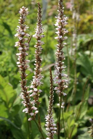Persicaria amplexicaulis 'Alba Vorm'