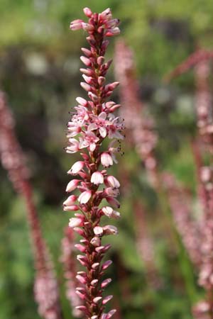 Persicaria amplexicaulis 'Rosea'