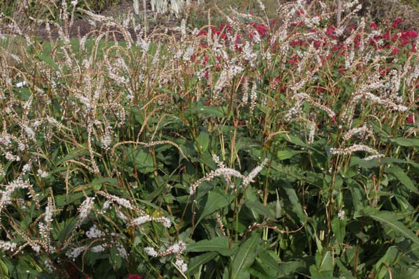 Persicaria amplexicaulis 'White Eastfield'
