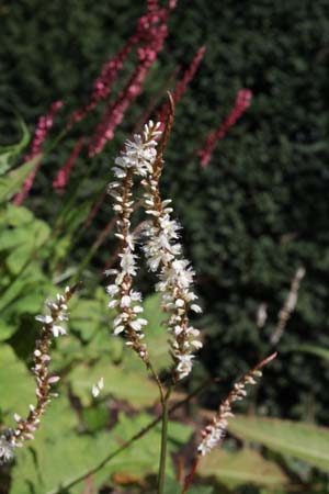 Persicaria amplexicaulis 'White Eastfield'