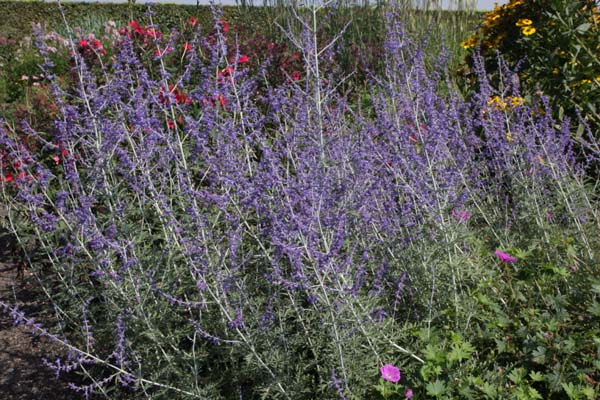 Perovskia atriplicifolia 'Filigran'