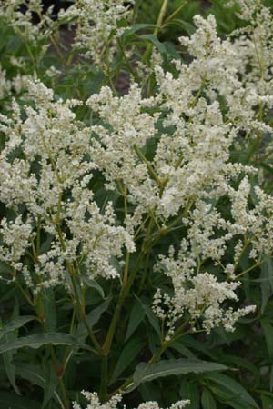 Persicaria dshawachischwilii