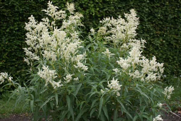 Persicaria dshawachischwilii
