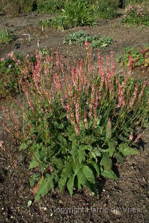 Persicaria amplexicaulis 'Fascination'