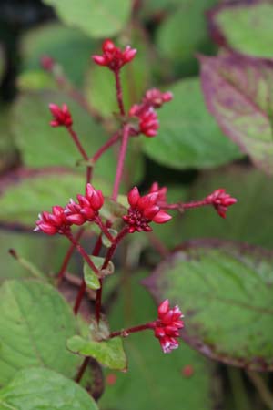 Persicaria 'Indian Summer'