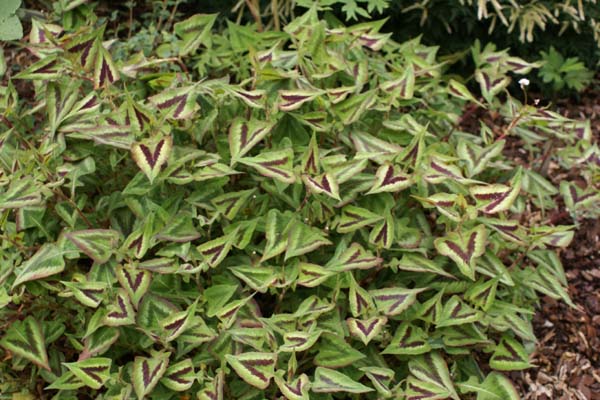 Persicaria microcephala 'Purple Fantasy'