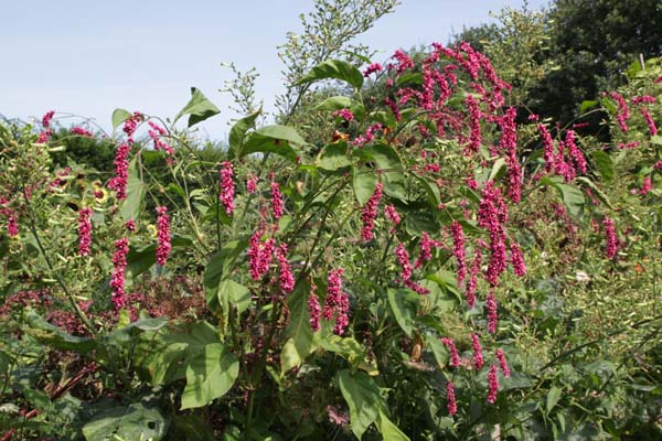 Persicaria orientalis