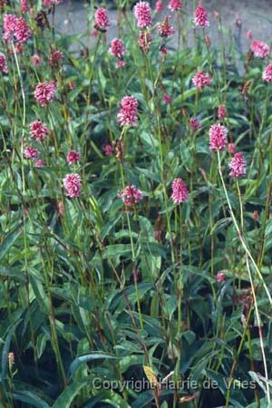Persicaria paleaceum