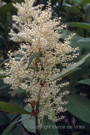 Persicaria polymorphum