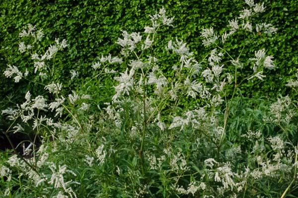 Persicaria sericea (Aconogonon ser.)