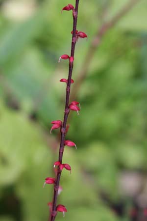 Persicaria virginiana 'Filiformis'