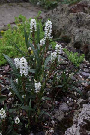 Persicaria vivipara