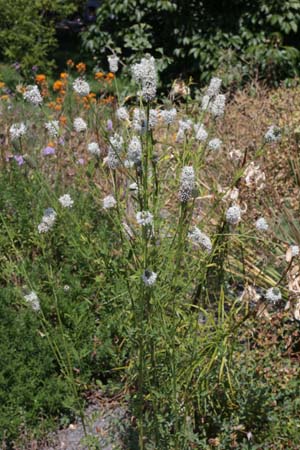 PETALOSTEMON candidum (syn. Dalea candida)